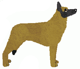 Belgian Shepherd - Java (Malinois)