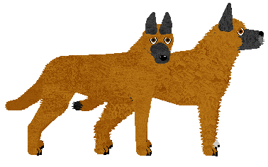 Belgian Shepherd - Supernova (Malinois/Laekenois)