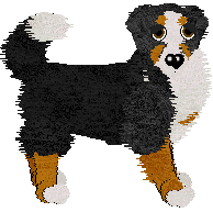 Bernese Mountain Dog - Abnormality V1