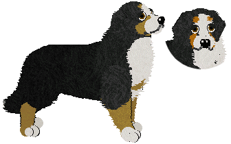 Bernese Mountain Dog - Abnormality V2