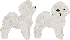 Bichon Frise - Unknown