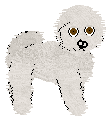 Bichon Frise - Unknown