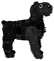 Black Russian Terrier - AR/Cierra