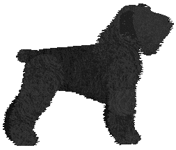 Black Russian Terrier - Zodiac/Java V1
