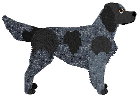 Blue Picardy Spaniel - Supernova V2