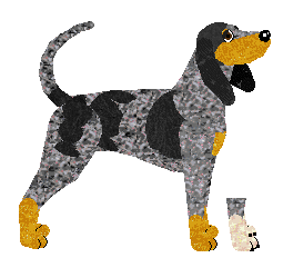Bluetick Coonhound - Java