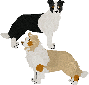 Border Collie - Abnormality (Vicki)