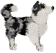 Border Collie - Amenity/Rosestone V1