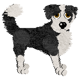 Border Collie - Unknown