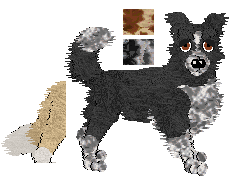 Border Collie - Cheetah Kennelz V1