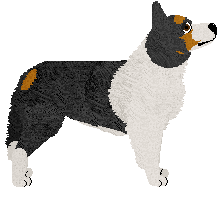 Border Collie - Meadow