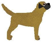 Border Terrier - Supernova