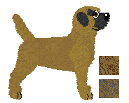 Border Terrier - Cierra V2