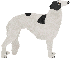 Borzoi - Abnormality