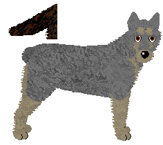 Bouvier des Ardennes - Supernova