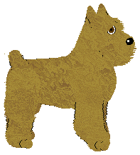 Bouvier des Flandres - Abnormality V1