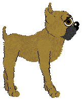 Boxer - PF Magic Selectively Bred (Cropped)