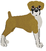 Boxer - Abnormality (Natural)