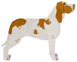 Bracco Italiano - Bekki