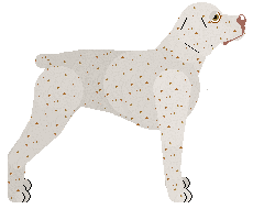 Braque du Bourbonnais - Kamvis