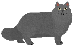 British Longhair - Supernova V2