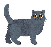 British Shorthair - Sunhill