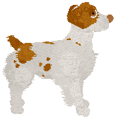 Brittany - Cirrutopia/Tikki