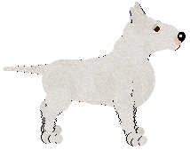 Bull Terrier - Bekki's Breeds