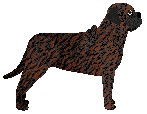 Bullmastiff - Supernova