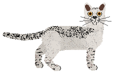 Burmilla - Long Way Home (Shorthair)