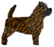 Cairn Terrier - Supernova