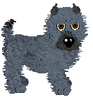 Cairn Terrier - Paranoia V1