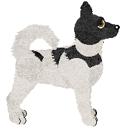 Canaan Dog - Unknown