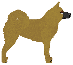 Canaan Dog - Supernova