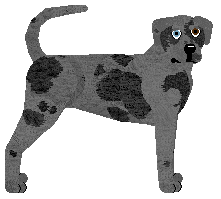 Catahoula Leopard Dog - Supernova