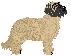 Catalan Sheepdog - Cirrutopian V2