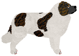 Caucasian Ovtcharka - Supernova