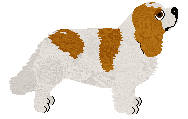 Cavalier King Charles Spaniel - Genuine Kennels