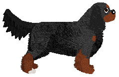 Cavalier King Charles Spaniel - Supernova V2