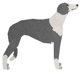 Chart Polski - Kamvis Kennelz