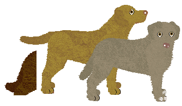 Chesapeake Bay Retriever - Bekki