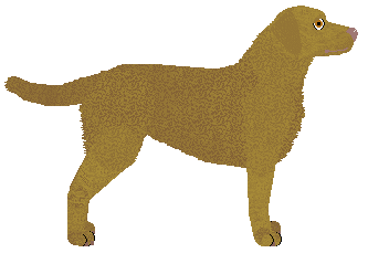 Chesapeake Bay Retriever - Supernova