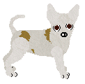 Chihuahua - Unknown