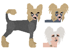 Chinese Crested - Zodiac (Hairless) V2