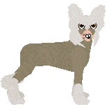 Chinese Crested - Zodiac (Hairless) V1