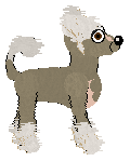 Chinese Crested - Unknown (Hairless)