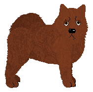 Chow Chow - Abnormality (Shorthair) V2