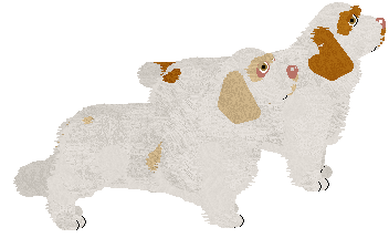 Clumber Spaniel - Java