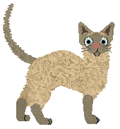 Cornish Rex - Toto @ Brytyjski