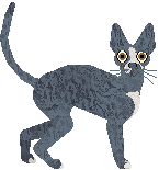 Cornish Rex - Paranoia V1